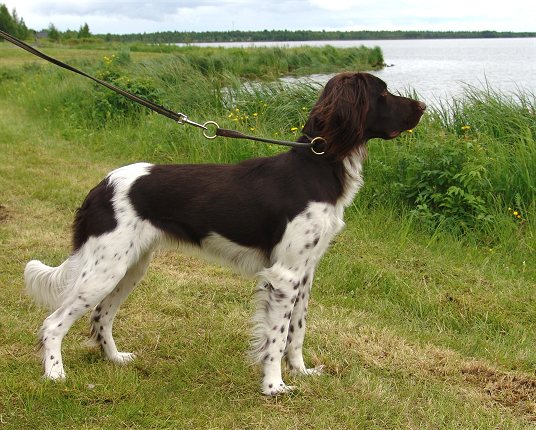 Iida kesäkuussa 2008