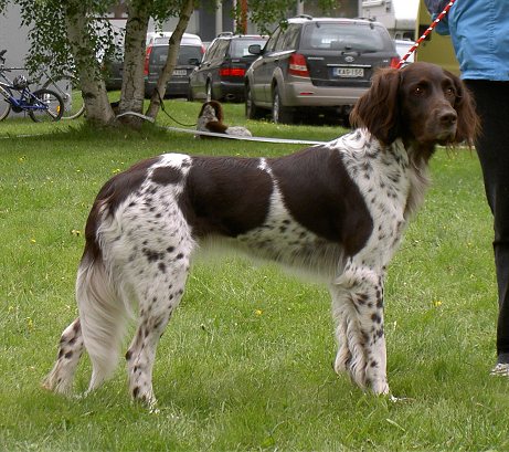 Riina Saksanseisojakerhon erikoisnäyttelyssä kesäkuussa 2008