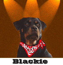 Blackie parrasvaloissa