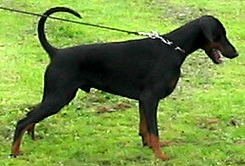 Kuva